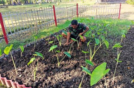 Prajurit Yonif 1 Marinir Budidaya Tanaman Talas di Tengah Pandemi