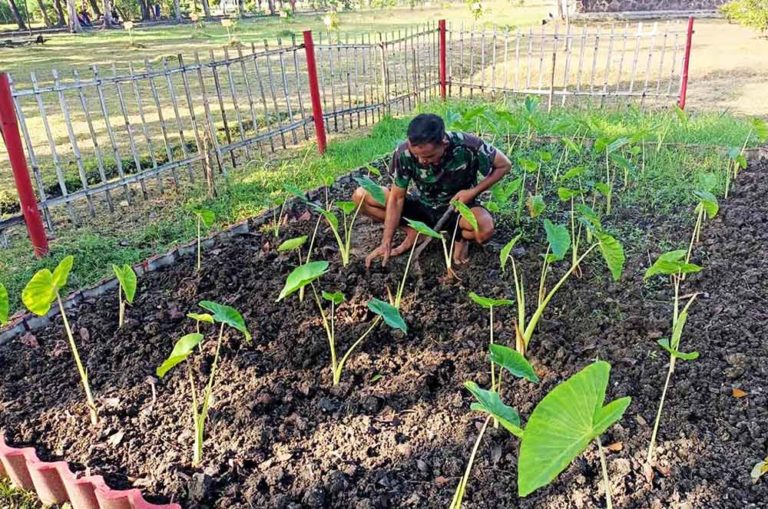 Prajurit Yonif 1 Marinir Budidaya Tanaman Talas di Tengah Pandemi