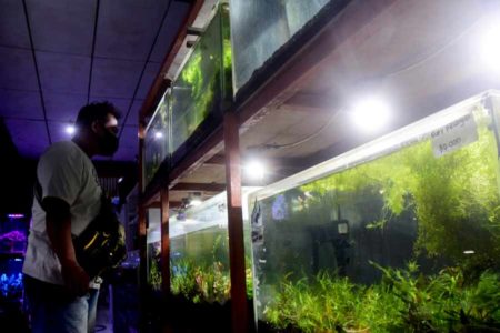 Berburu Aquascape, Hiburan dan Peluang Bisnis selama Pandemi