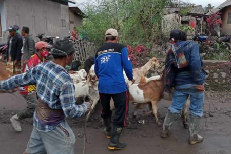 Tak Hanya Pelayanan Penyintas, Posko Perhatikan Hewan Ternak Terdampak Semeru