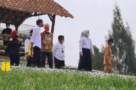 Jokowi Minta Kelembagaan Food Estate di Jateng Diperkuat