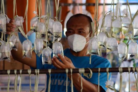 Tujuh Bulan Jualan, Rezeki dari Ikan Hias Berdatangan
