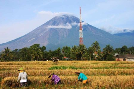 Gunung Semeru Berstatus Siaga Tiga, Warga Percepat Panen
