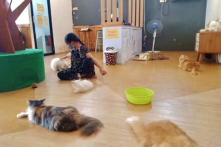 Kafe Neko Kepo, Nikmati Sensasi Ngopi dan Nyemil Bersama Kucing