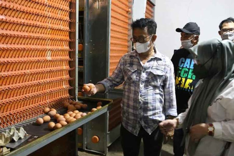 Mentan Pastikan Stok dan Pasokan Telur Ayam Mencukupi