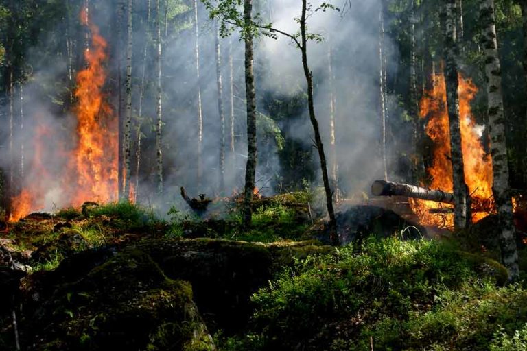 Sebabkan Karhutla, KLHK Gugat Dua Perusahaan di Kalimantan
