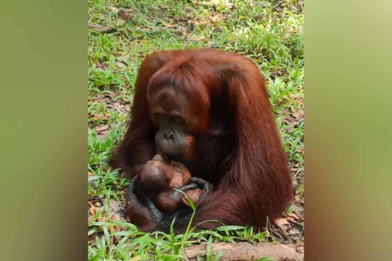 Bayi Orangutan ke-100 itu Lahir di SM Lamandau