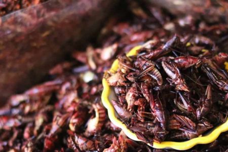Konsumsi Serangga Sebagai Lauk? Ini Manfaatnya