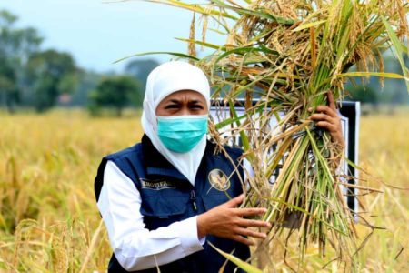 BPS: Jawa Timur Kembali jadi Penghasil Padi Terbesar di Indonesia