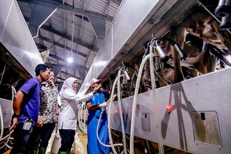 Populasi Sapi Perah Meningkat, Produksi Susu Sapi Jawa Timur Tertinggi Nasional