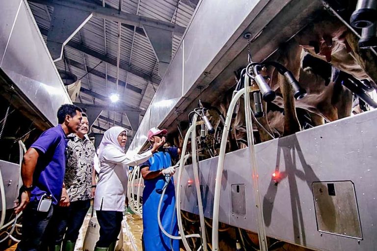 Populasi Sapi Perah Meningkat, Produksi Susu Sapi Jawa Timur Tertinggi Nasional