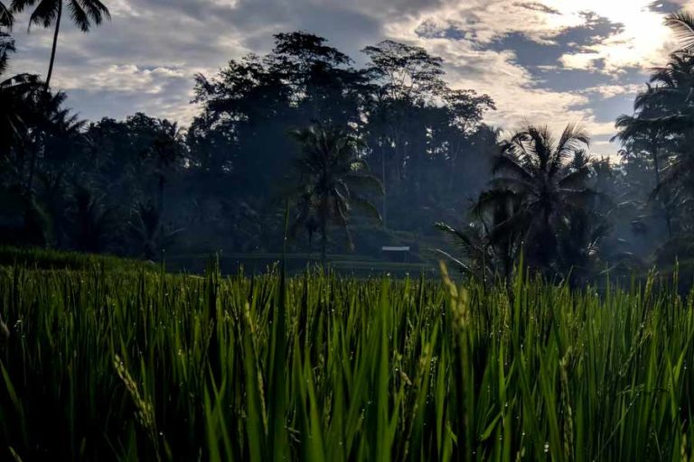Langkah Pemerintah Cabut Izin Usaha Harus Diikuti Jaminan Reforma Agraria