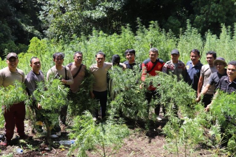 Sebanyak 62.800 Batang Pohon Ganja di Aceh Ditemukan Aparat Gabungan