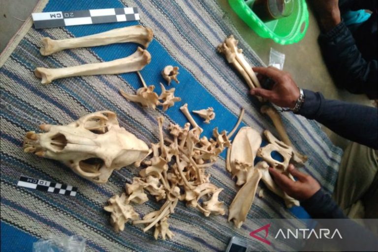 Temukan Tulang-Belulang Macan Tutul, BKSDA Sebut Mati Karena Faktor Alami