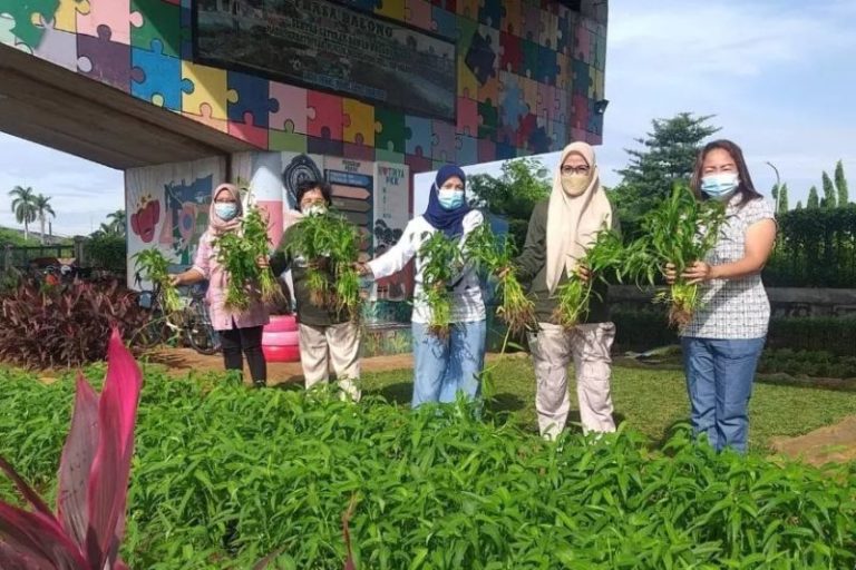 Berhasil Kembangkan Urban Farming, Warga Cipinang Panen 20 Kilogram Kangkung