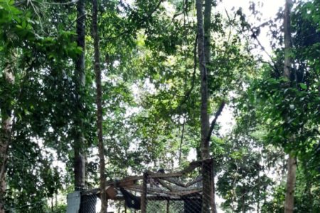 Pelepasliaran 9 Pasang Siamang di Solok Selatan, 4 Ekor Anak Terpantau Berkembang