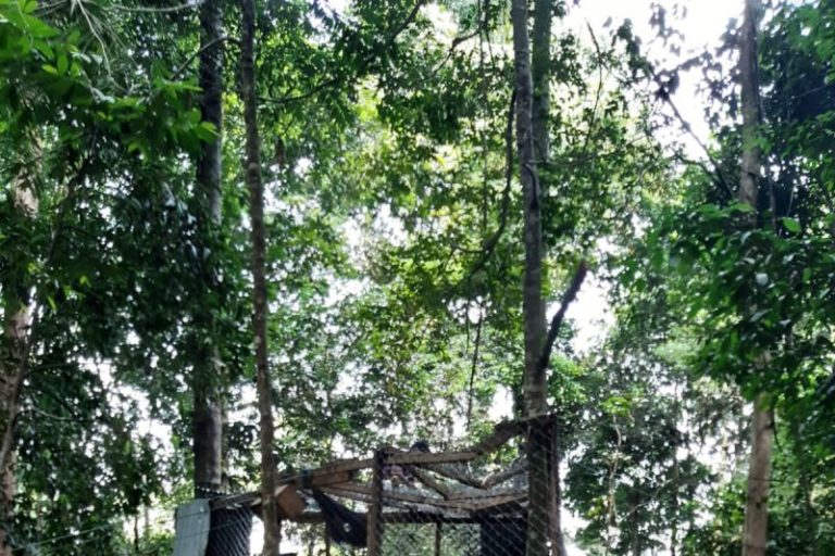 Pelepasliaran 9 Pasang Siamang di Solok Selatan, 4 Ekor Anak Terpantau Berkembang