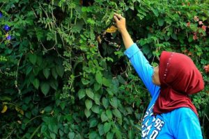 Lahan Kosong itu Kini Jadi Kampung Herbal Surabaya