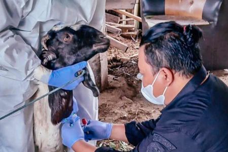 Gerak Cepat Kementan Lakukan Penanganan Anthrax di Gunung Kidul
