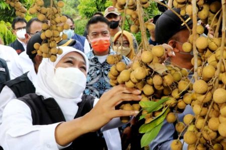 Puji Sistem Tumpang Sari, Gubernur Khofifah: Jadi Daya Tarik Agrowisata Pedesaan