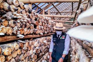 Ridwan Kamil Puji Kiprah Petani Milenial Bangkitkan Ekonomi Warga