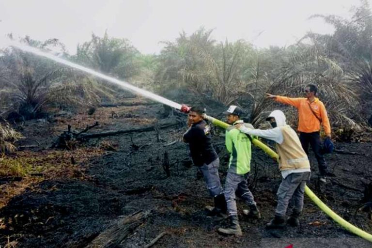 Lahan Kelapa Sawit Seluas 9 Hektar di Aceh Terbakar