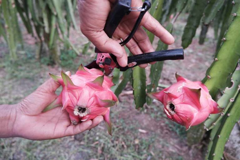 Memetik Sang Naga Banyuwangi di Sepanjang Tahun