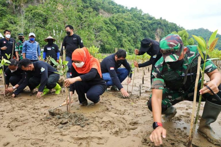 Ajak Masyarakat Tanam Mangrove, Gubernur Khofifah Ingatkan Dampak Perubahan Iklim