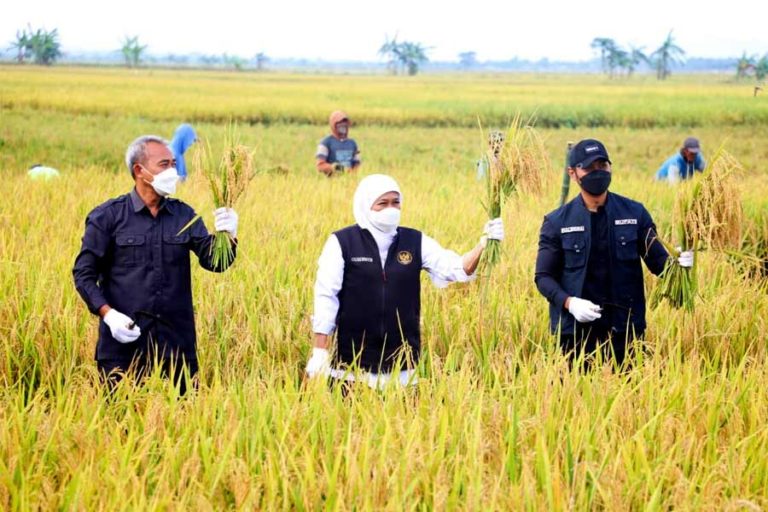 Panen Raya di Tuban, Gubernur Khofifah Tegaskan Komitmen Kedaulatan Pangan Nasional