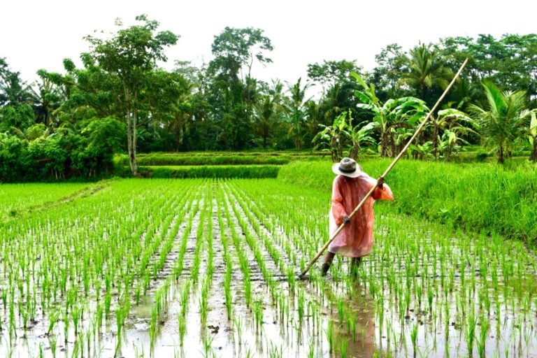 500 Hektar Lahan Pertanian Disiapkan Kementan untuk Budi Daya Tanaman Sehat