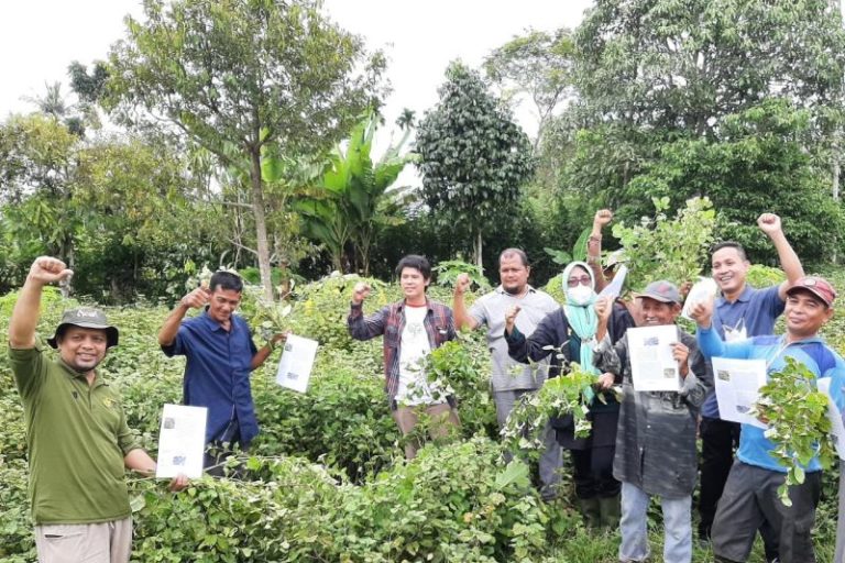 Agar Tak Tanam Ganja Lagi, Universitas Syiah Kuala Ajak Petani Aceh Menanam Nilam