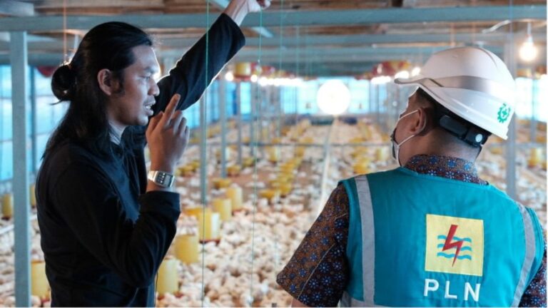 Dukung Peternak Ayam Berkualitas dan Efisien, PLN Hadir Lewat Electrifying Agriculture