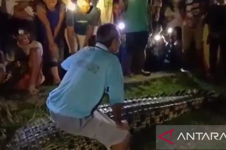 Buaya Sepanjang 4 Meter Ditangkap Pawang Akibat Diduga Telah Memangsa Manusia