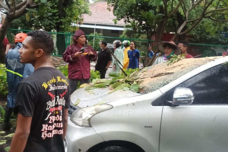 Akibat Hujan Deras Disertai Angin Kencang, Sebuah Pohon Tumbang Menimpa Mobil di Sidoarjo