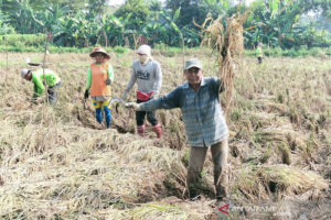 Kelola 40 Hektar Sawah, Kelompok Tani di Kalideres Produksi 200 Karung Beras Per Hari