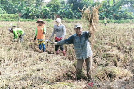 Kelola 40 Hektar Sawah, Kelompok Tani di Kalideres Produksi 200 Karung Beras Per Hari