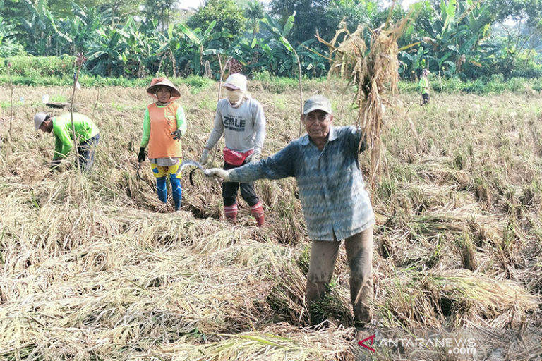 Kelola 40 Hektar Sawah, Kelompok Tani di Kalideres Produksi 200 Karung Beras Per Hari