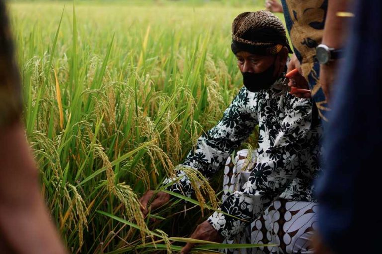 Pangkas Rantai Distribusi, Kemendagri Coba Model Bisnis Closed Loop untuk Petani Wiwitan, Cara Petani Cangkring Mengungkap Syukur dan Harapan