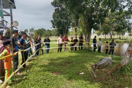 Diduga Memangsa Manusia, Buaya 4 Meter Ditangkap Pawang di Kabupaten Mukomuko