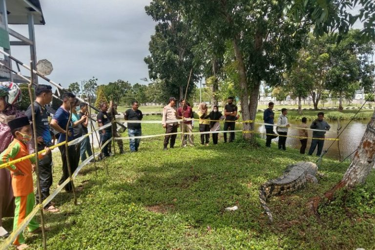 Diduga Memangsa Manusia, Buaya 4 Meter Ditangkap Pawang di Kabupaten Mukomuko