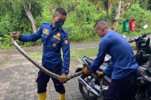Saat Ular Piton Datangi Pemukiman Warga, Pakar: Habitatnya Mulai Terganggu
