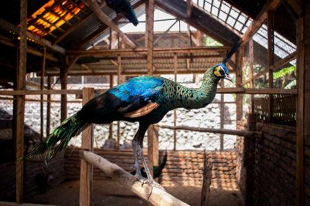 Lindungi Merak Hijau, Lestarikan Reog Ponorogo