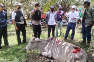 Harimau Sumatera Serang Hewan Ternak Warga Nagori Parmonangan