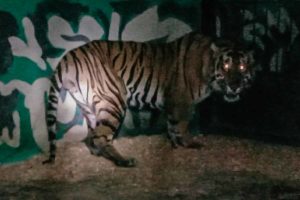 Seekor Harimau Serang Pekerja Kebun, BBKSDA Riau Pasang Camera Trap
