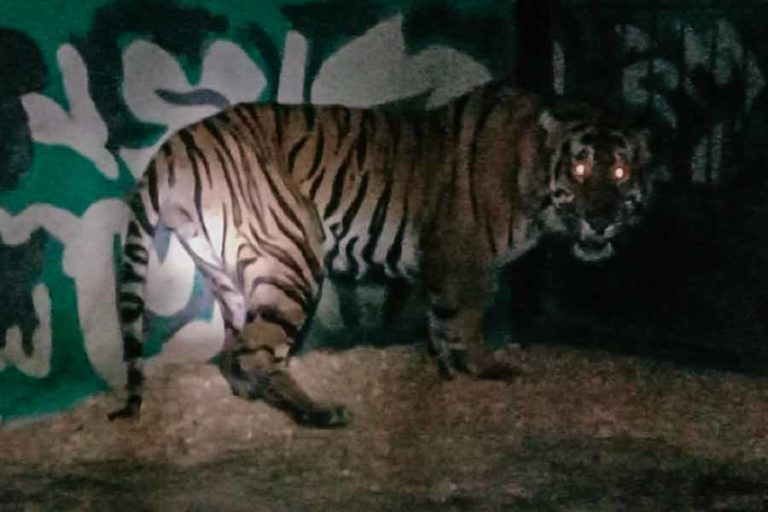 Harimau Sumatera Jantan berat 110 Kilogram berhasil Diselamatkan BKSDA Jambi