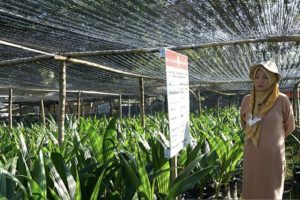 5 Tahun Sudah Panen, BPTP Gorontalo Distribusikan 10 Ribu Benih Kelapa Molowahu