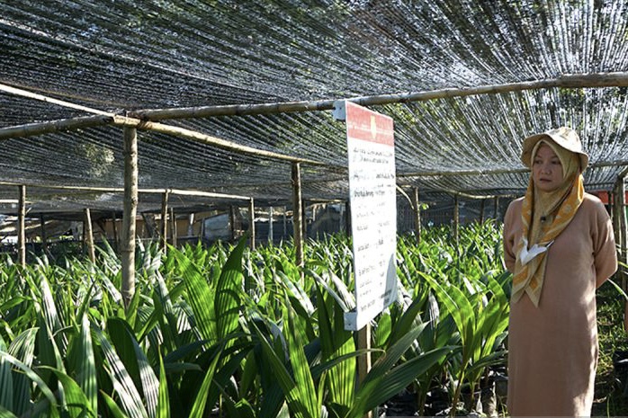 5 Tahun Sudah Panen, BPTP Gorontalo Distribusikan 10 Ribu Benih Kelapa Molowahu