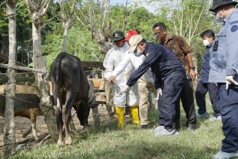 Kementan Pastikan Penyakit Kuku dan Mulut Tak Ganggu Stok Ternak Idul Adha