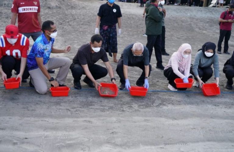Kegiatan Pelepasan Tukik, Wapres Harap Kelestarian Hidup Penyu di Alam Bebas Terus Berlangsung