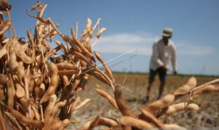 Tanam Kedelai Seluas 300 Hektare di 12 Kecamatan, Jadi Target Dinas Pangan dan Hortikultura Aceh Barat di Tahun Ini